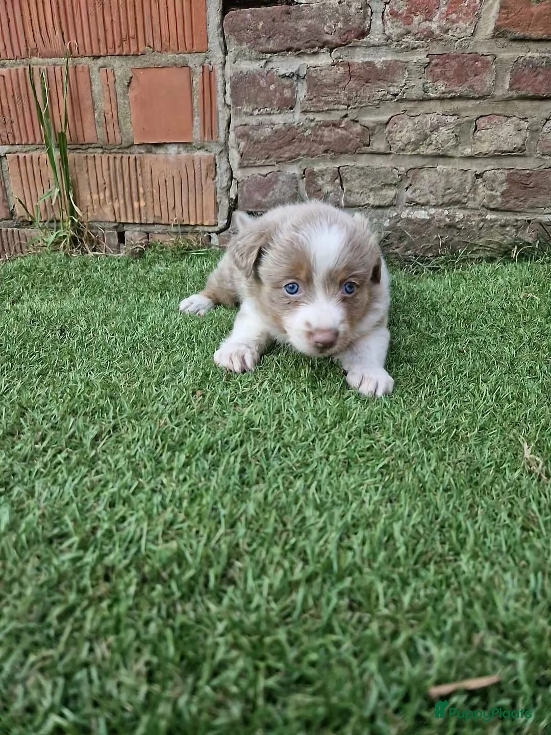 Kruising honden te koop: Knappe lilac border collies - Advertentie 2