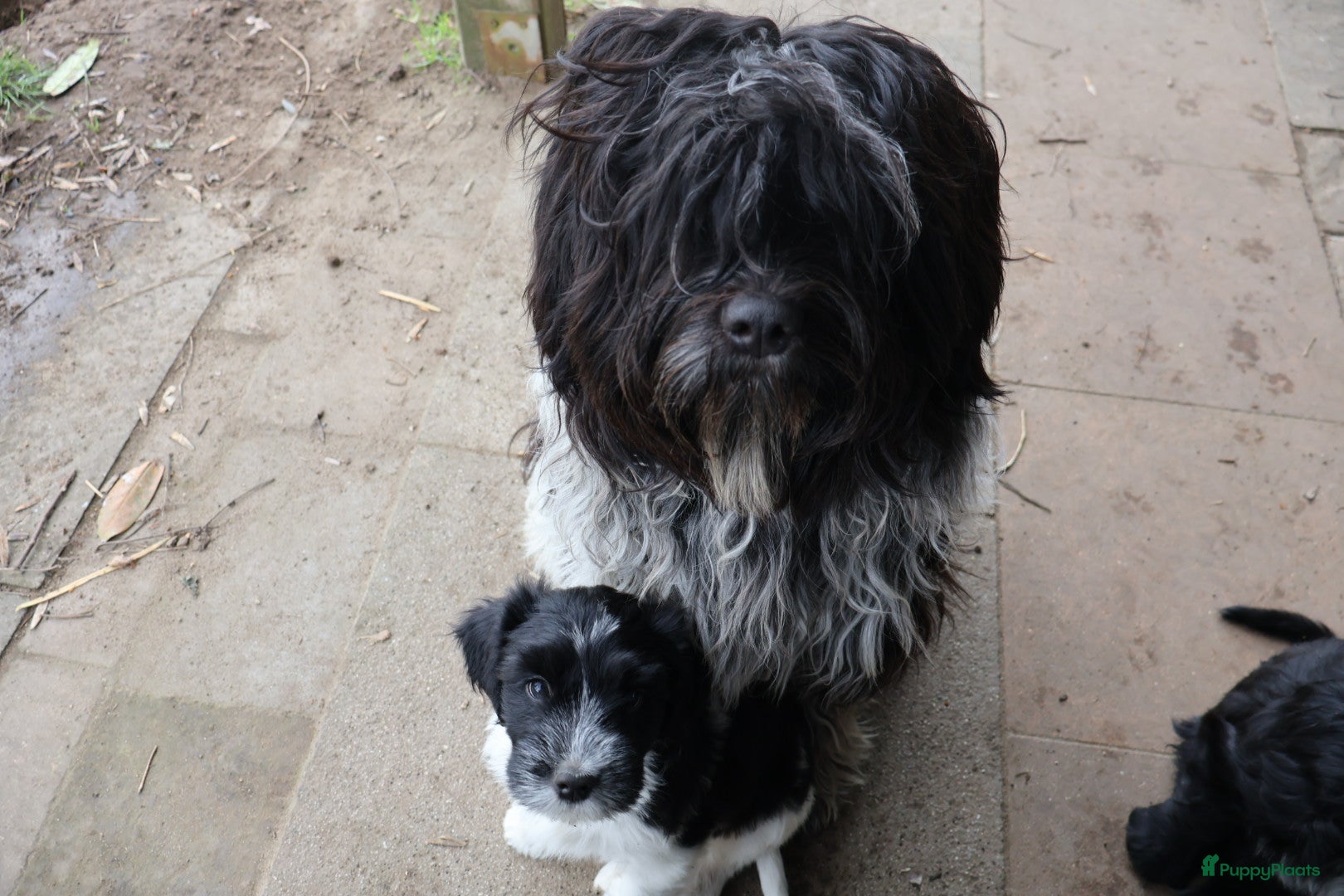 Nederlandse Schapendoes honden 4 schapendoesreutjes beschikbaar  - Advertentie 1