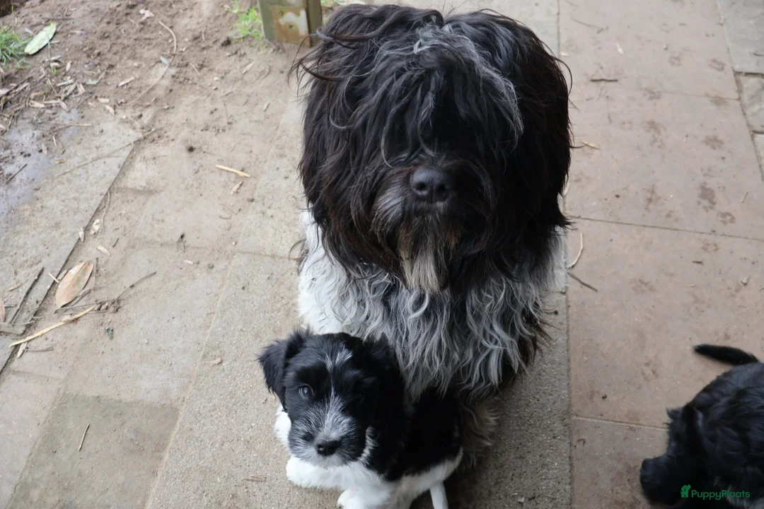 Nederlandse Schapendoes honden te koop: 4 schapendoesreutjes beschikbaar  - Advertentie 1