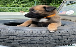 Mechelse Herder honden te koop: Mechelse herder puppy's  - Afbeelding 9