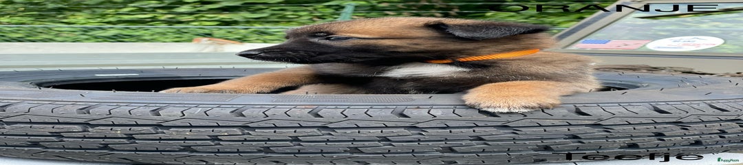 Mechelse Herder Puppy 10