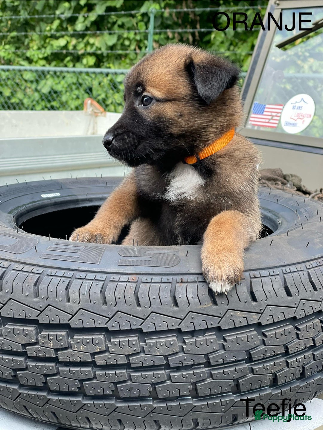 Mechelse Herder honden te koop: Mechelse herder puppy's  - Afbeelding 9