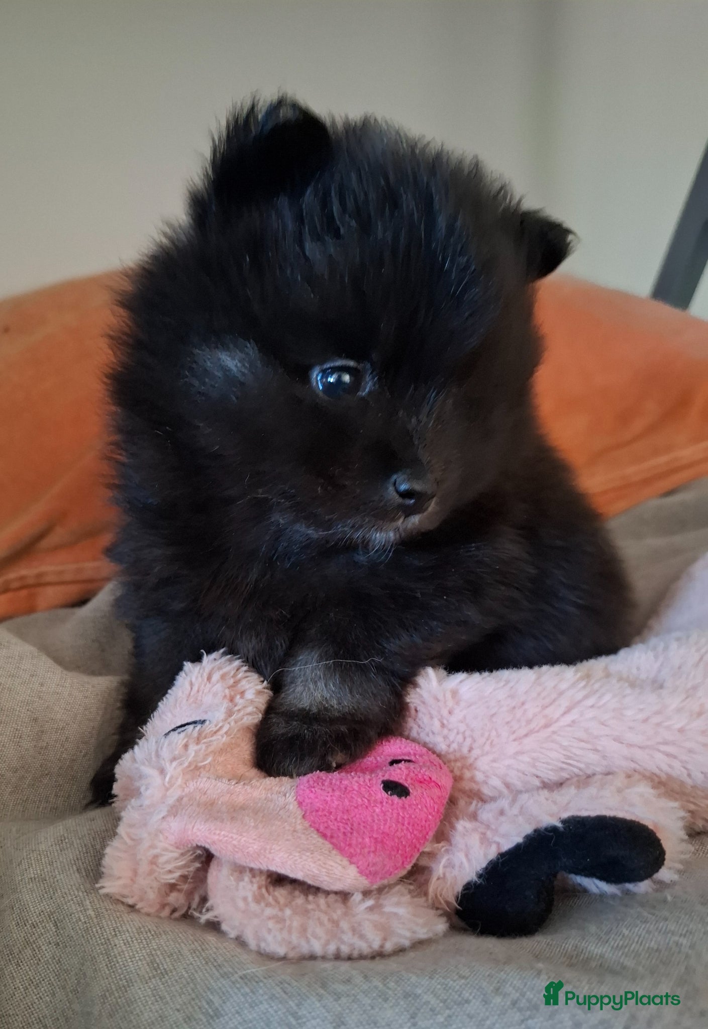 Pomeriaan honden Dwergkees nog 1 reutje - Advertentie 2