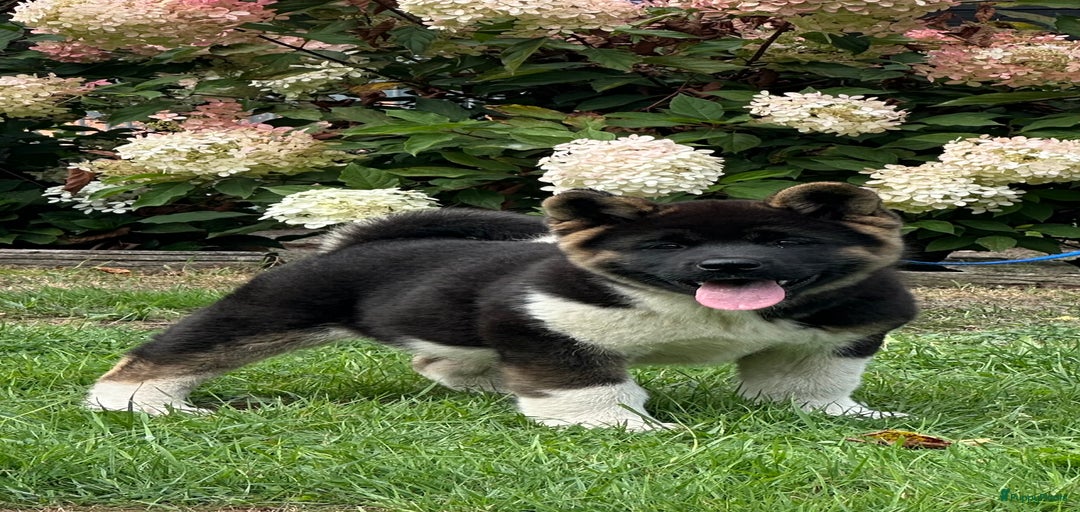 Galerij afbeelding {{count}}