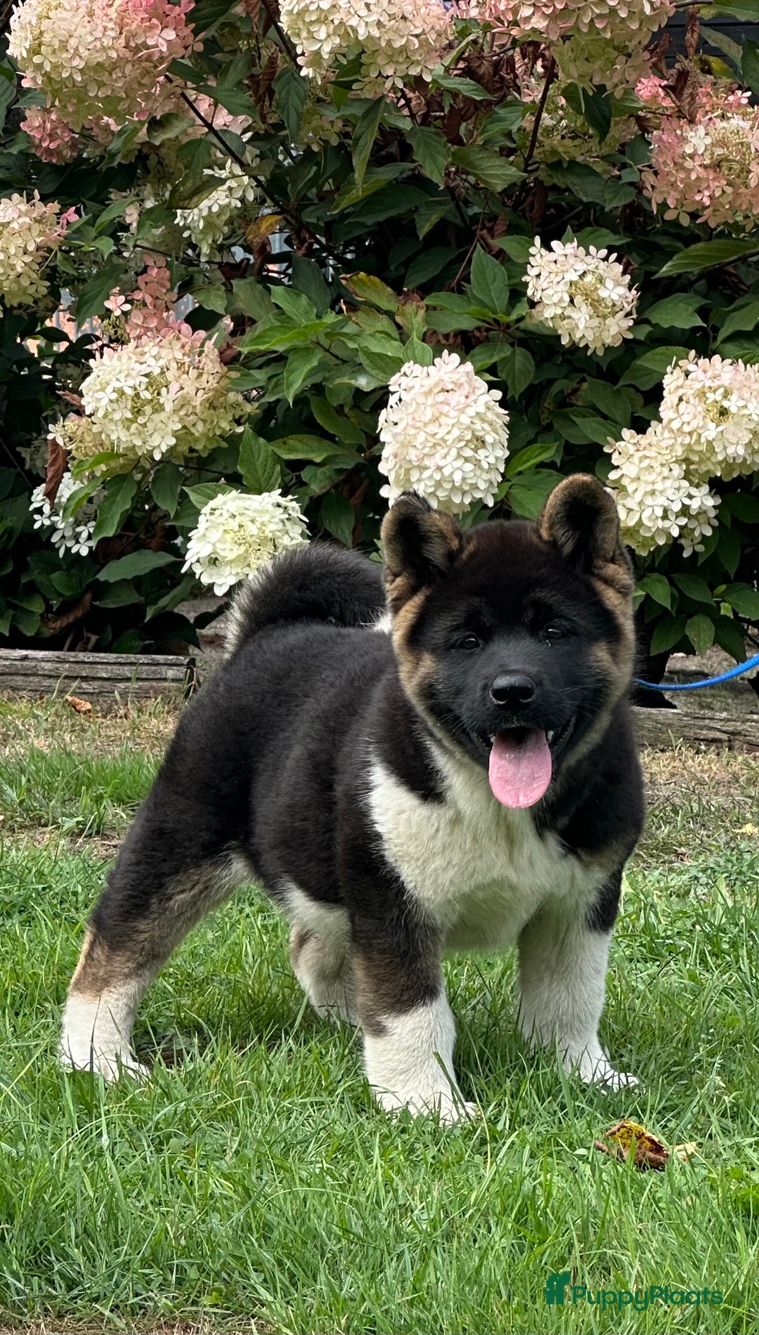 Galerij afbeelding {{count}}