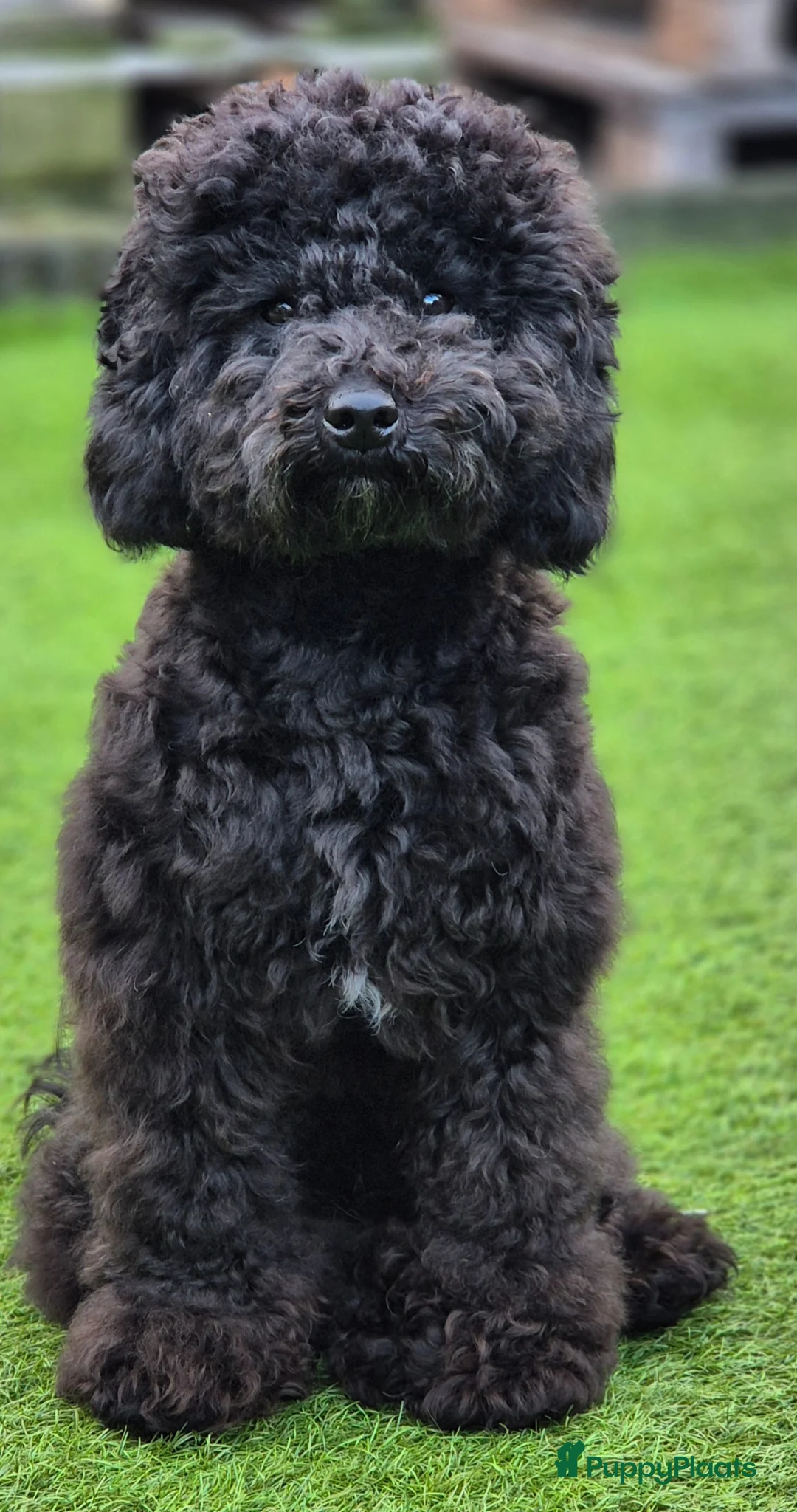 Dwergpoedel honden ter dekking: Superlieve fluffy dwergoedel 💙 - Advertentie 1