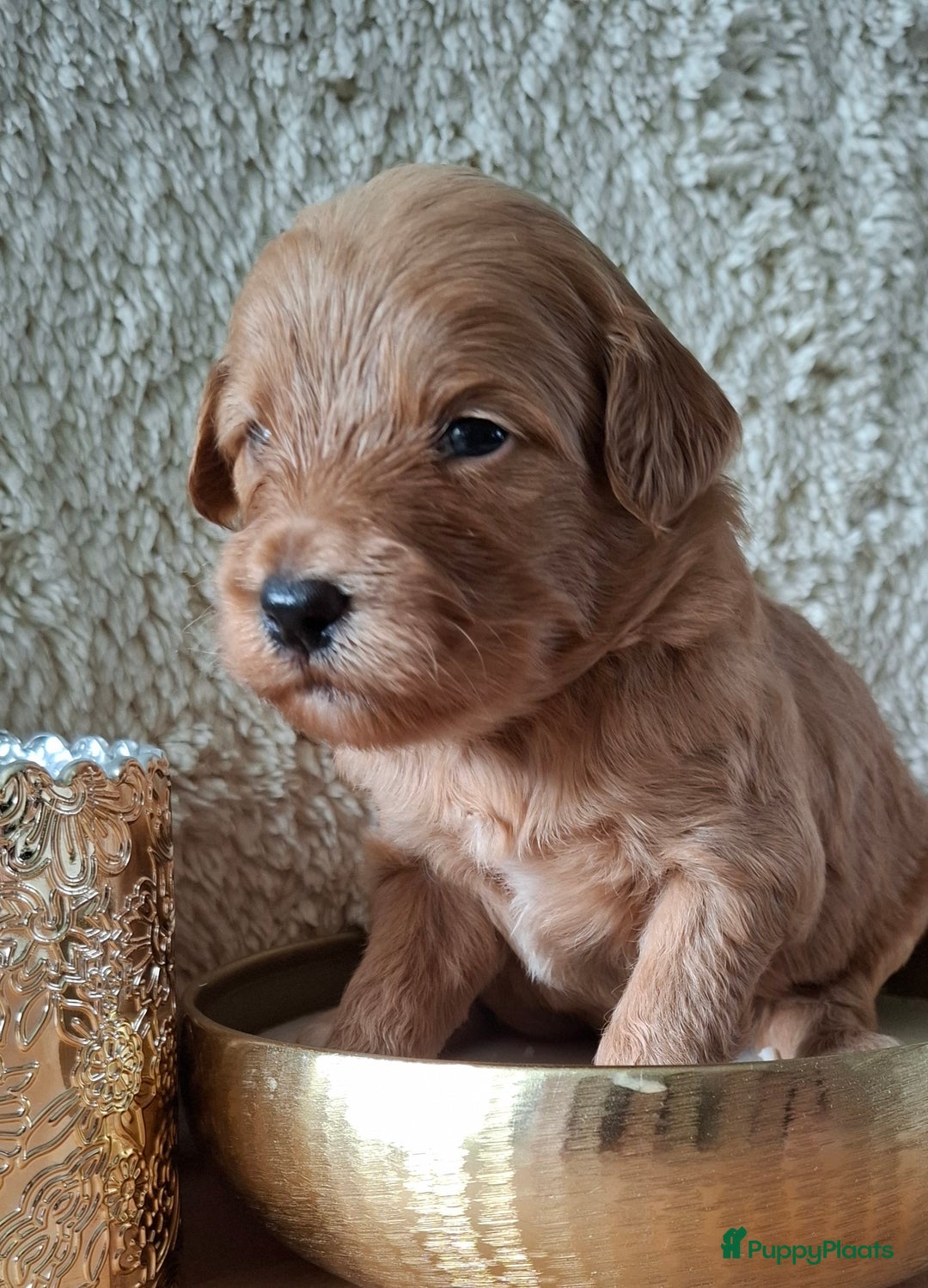 Labradoodle honden te koop: Labradoodle pups kleine  medium  - Advertentie 19