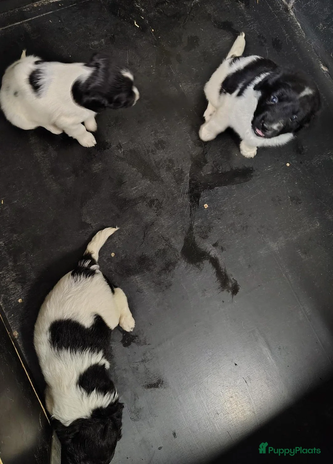 Friese Stabij honden te koop: mooie Friese stabijpups - Advertentie 4