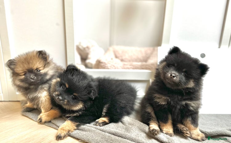 Pomeriaan honden Pomeriaan pup teefjes - Advertentie 13