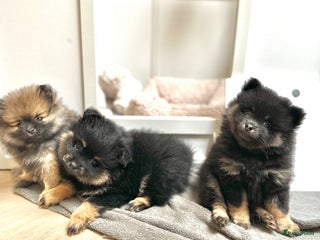 Pomeriaan honden Pomeriaan pup teefjes - Advertentie 1