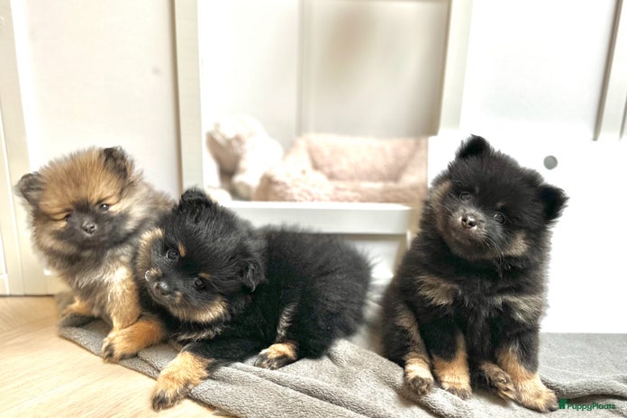 Pomeriaan honden Pomeriaan pup teefjes - Advertentie 1