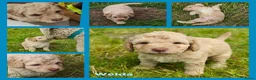 Spaanse Waterhond honden te koop: Echte schip-pups vanaf het Lauwersmeer! 🐾⛵ - Advertentie 23