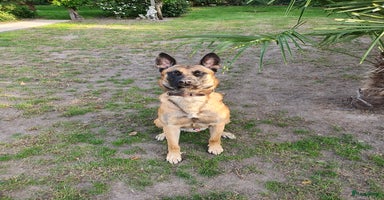 Mechelse Herder honden - Advertentie 2