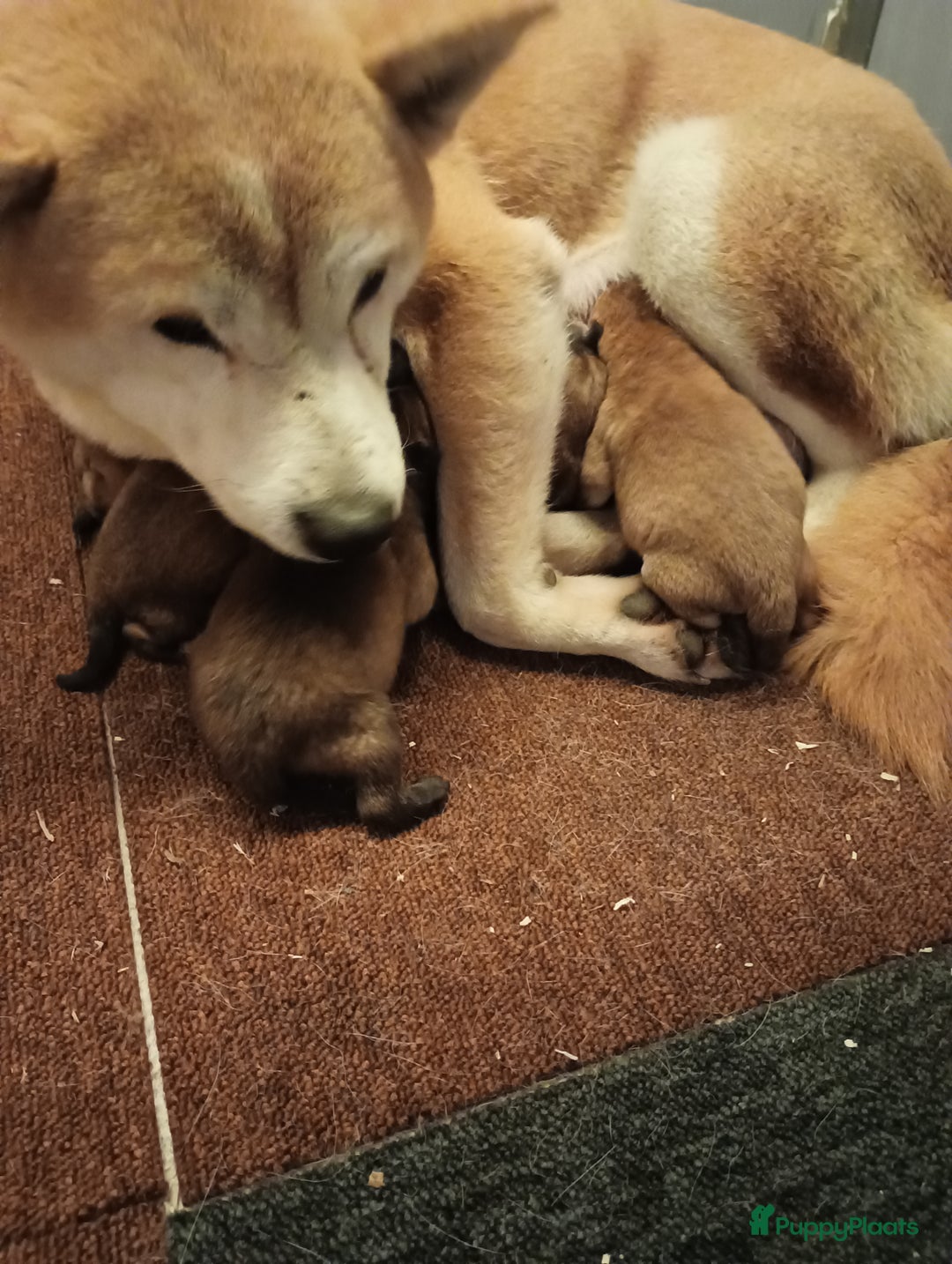 Shiba honden te koop: Shiba Inu pups beschikbaar  - Advertentie 10