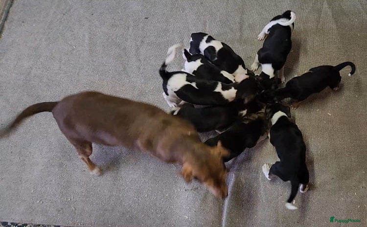 Kruising honden - Advertentie 11