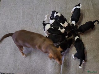 Kruising honden - Advertentie 3