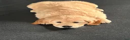 Golden Retriever honden te koop: 3 prachtige golden retriever teefjes oudersgetest  - Advertentie 7