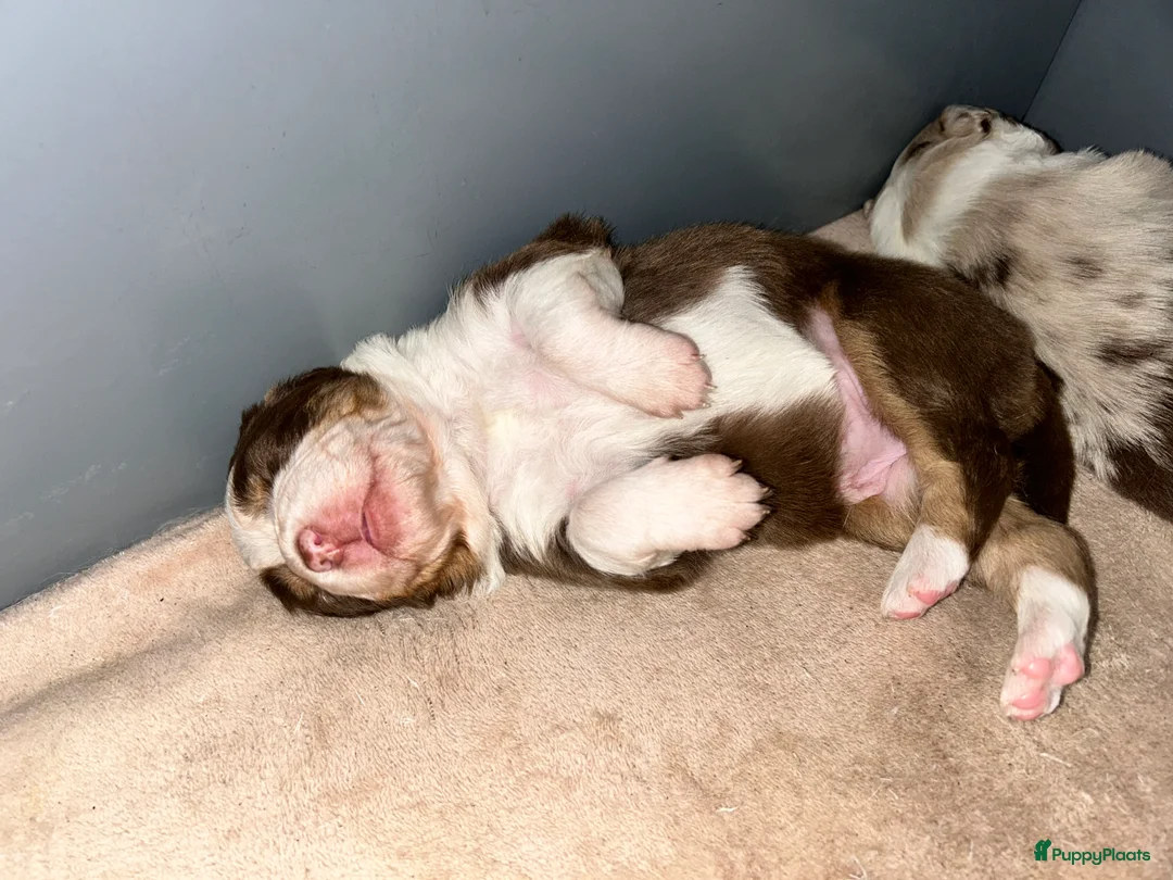 Australian Shepherd honden te koop: 100% raszuivere Australian Sheperd pups - Advertentie 19