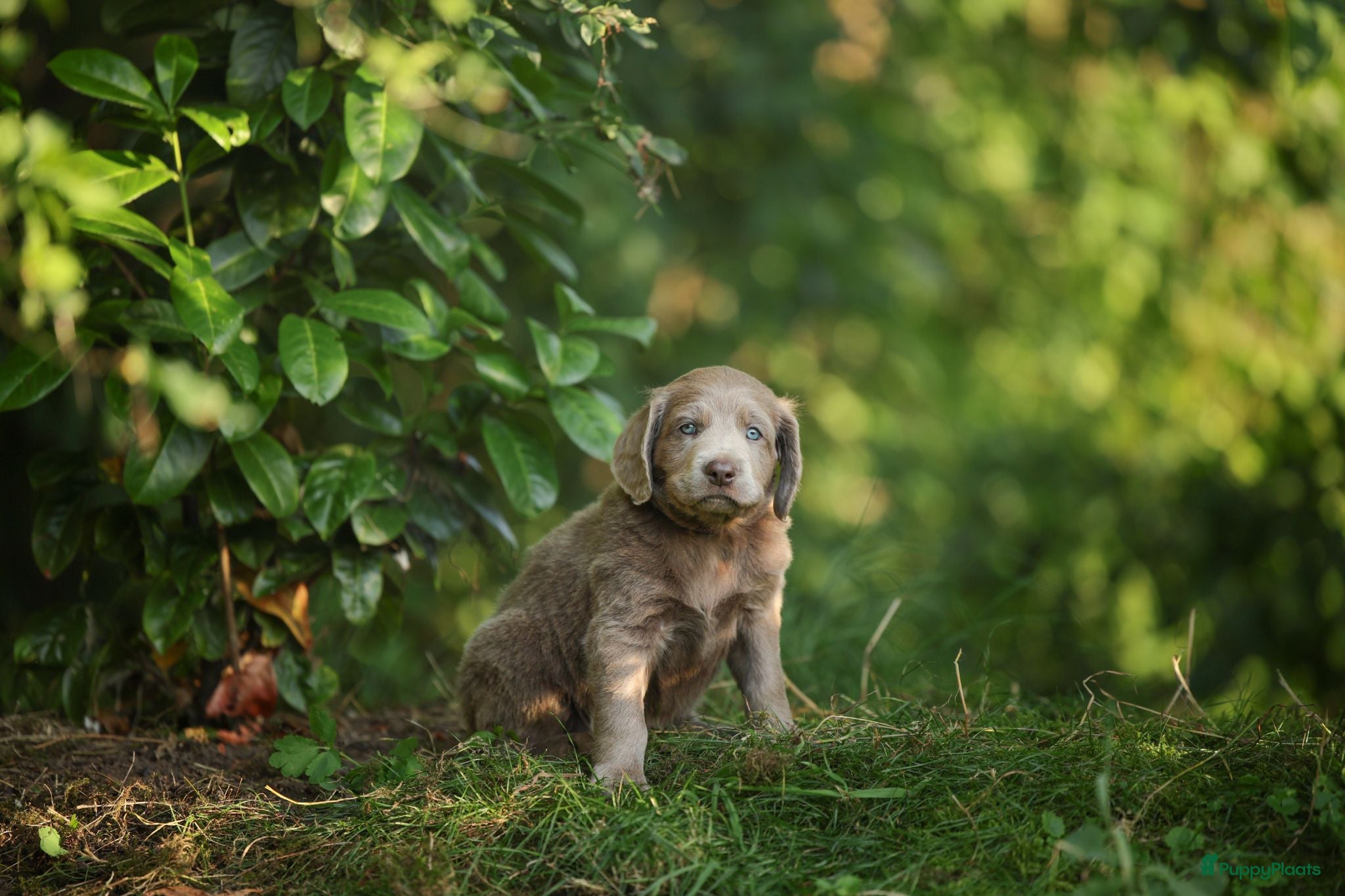 Weimarse Staande Hond langhaar honden Weimaraner Langhaar Pups met Stamboom - Advertentie 2
