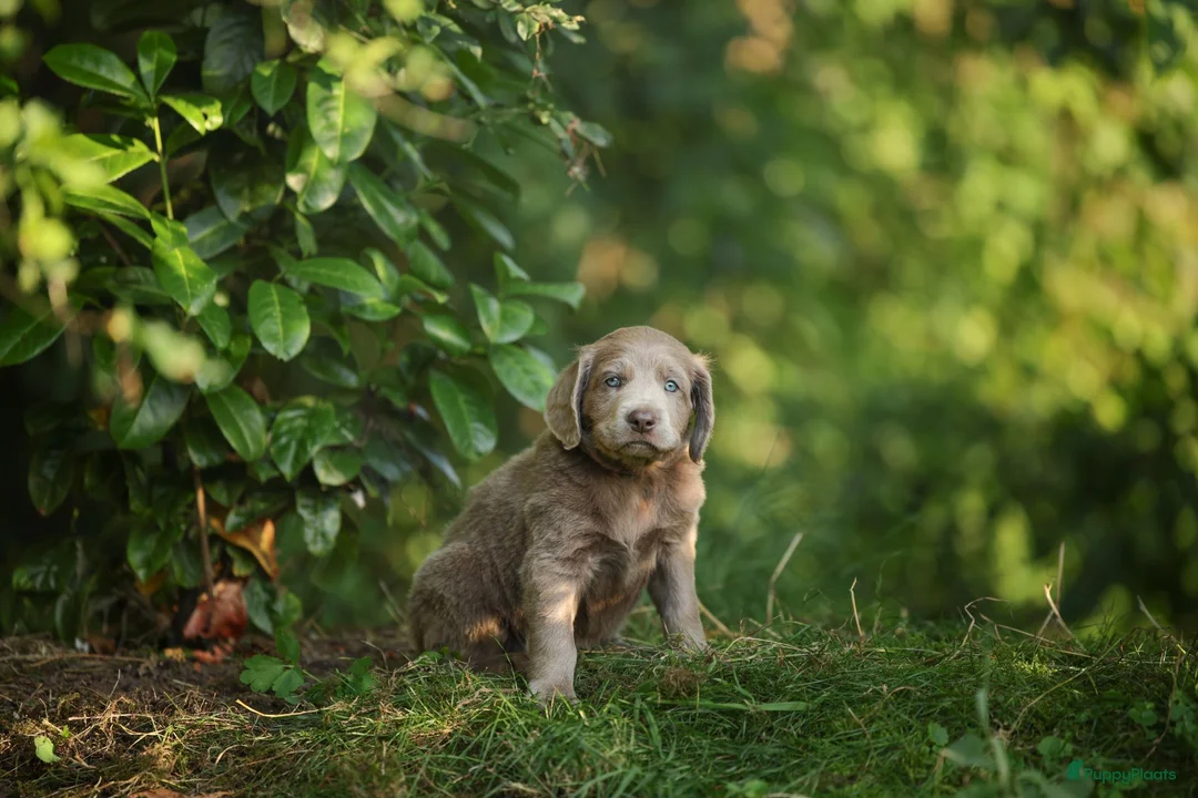 Weimarse Staande Hond langhaar honden te koop: Weimaraner Langhaar Pups met Stamboom - Advertentie 2