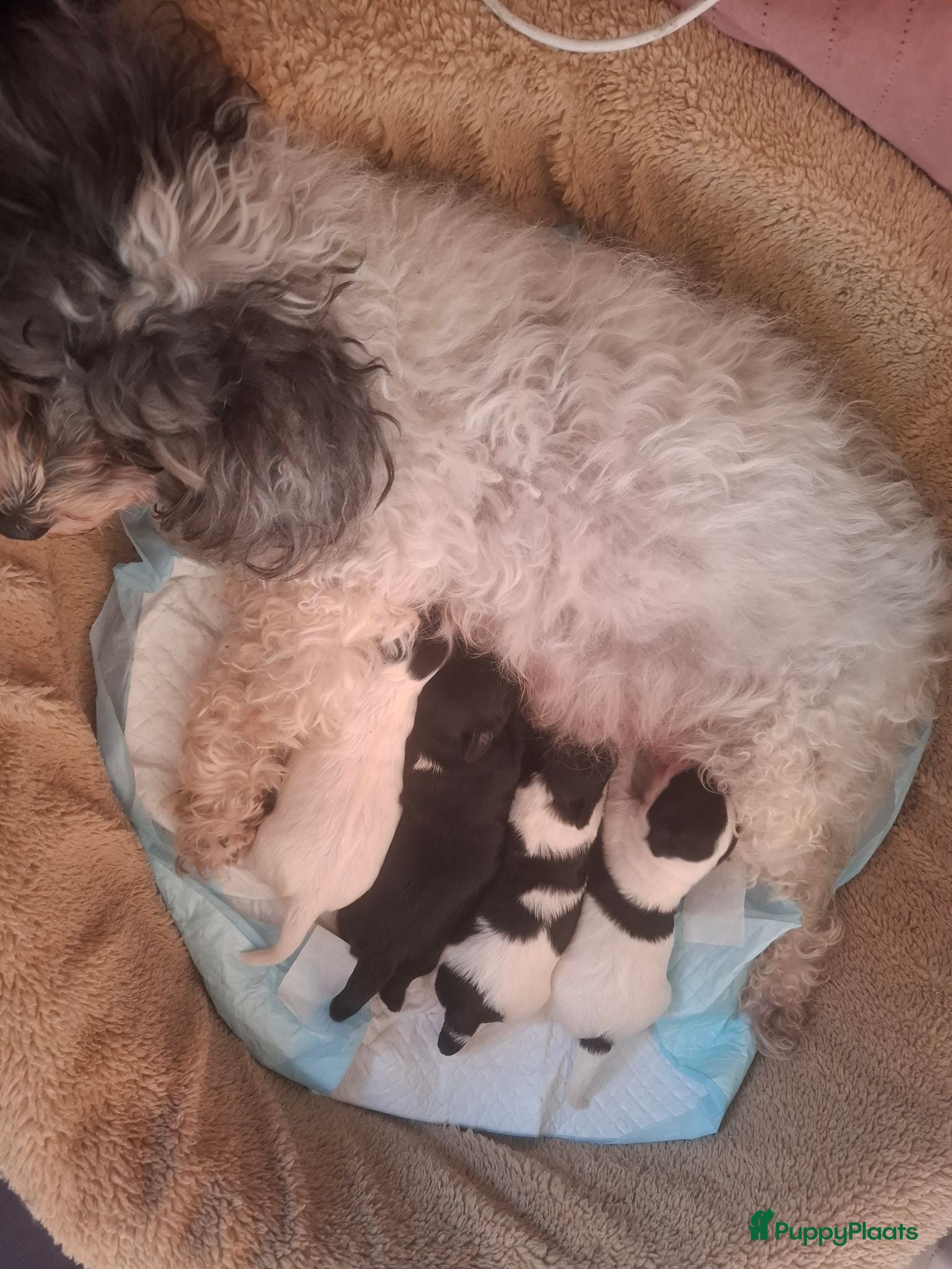 Maltipoo honden Schattige maltipoo pups. - Advertentie 14