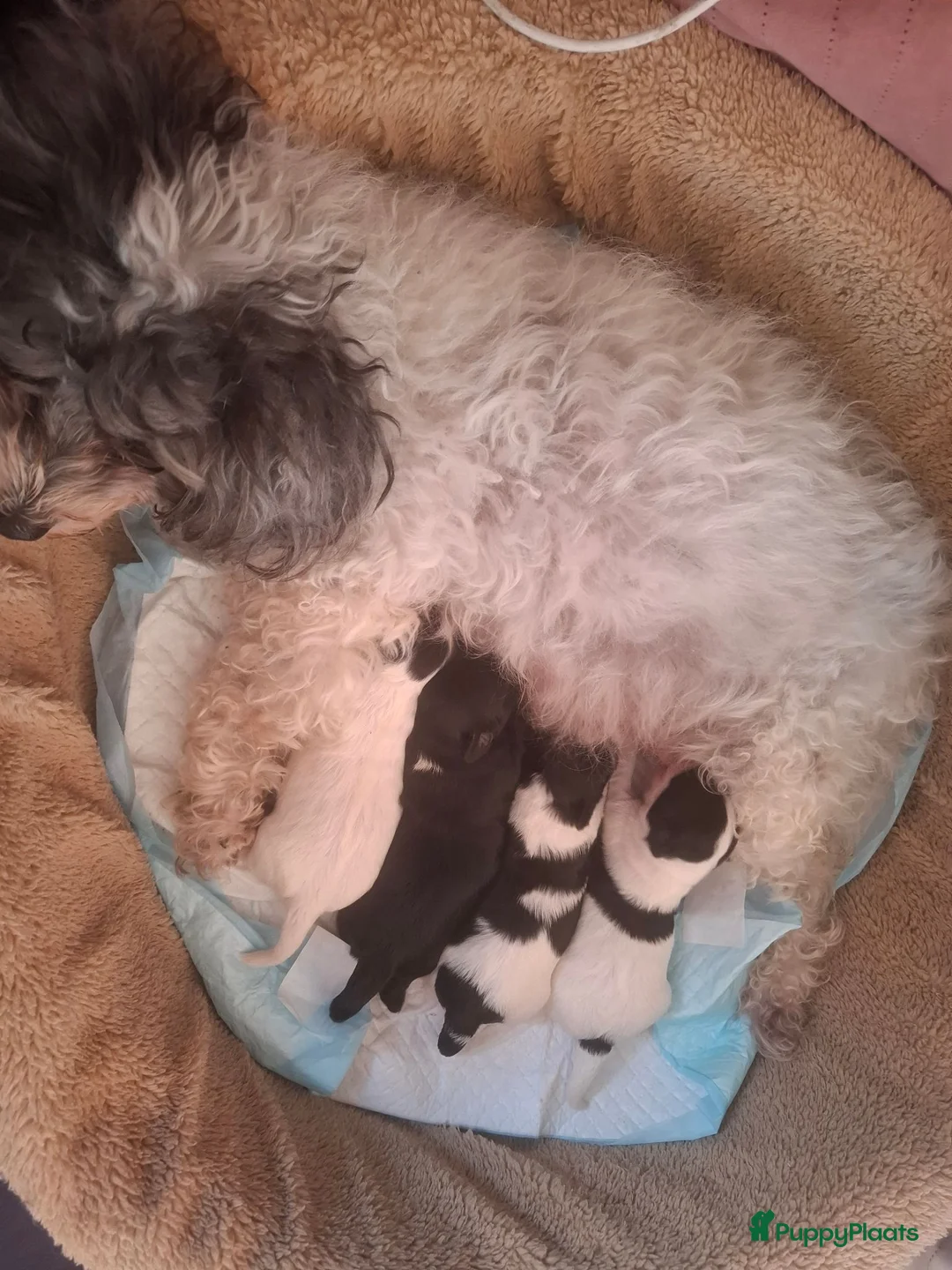 Maltipoo honden te koop: Schattige maltipoo pups. - Advertentie 1