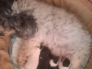 Maltipoo honden Schattige maltipoo pups. - Advertentie 14