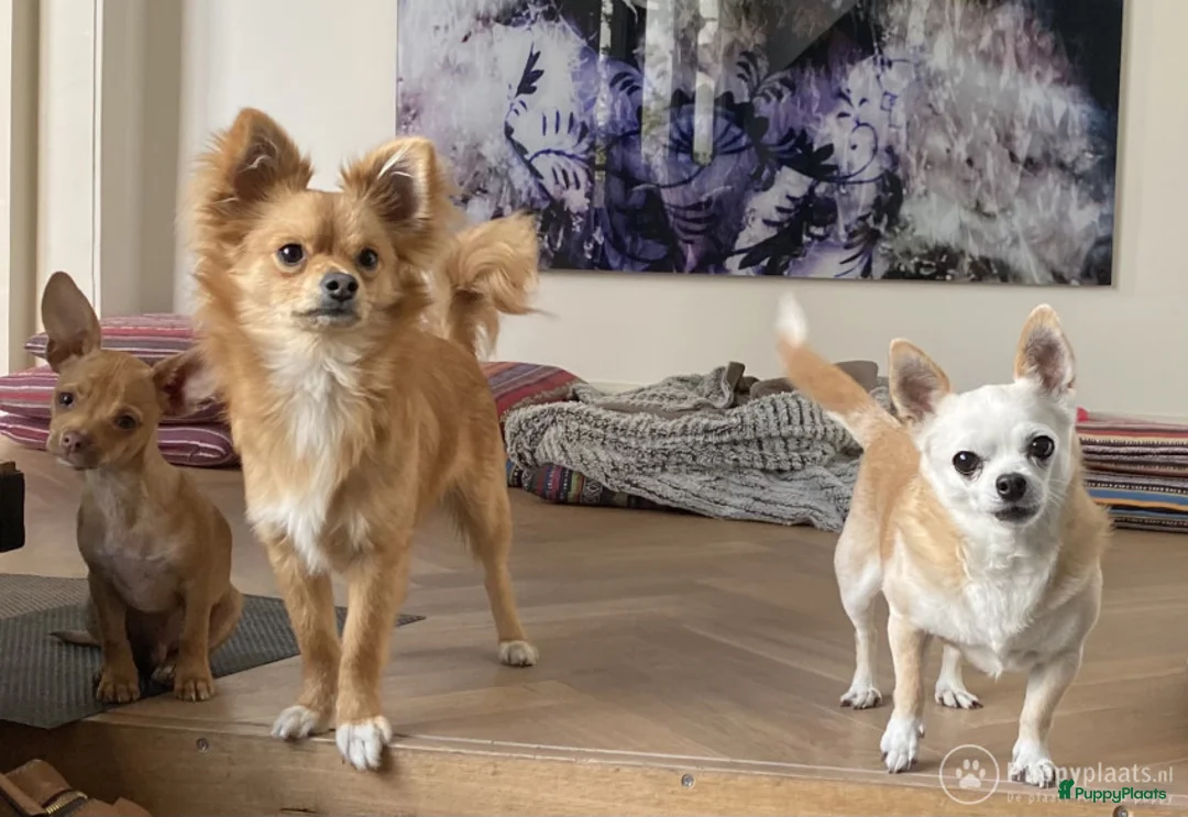 Kruising honden ter dekking: DEKREU Chihuahua x Vlinderhondje - niet te koop in Waalwijk - Advertentie 4