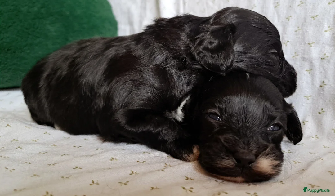 Maltipoo honden te koop: Lieve reutjes toy poedel x maltipoo - Advertentie 2