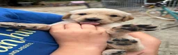 Golden Retriever honden te koop: 3 leuke teefjes zoeken een warm nest!  - Advertentie 6