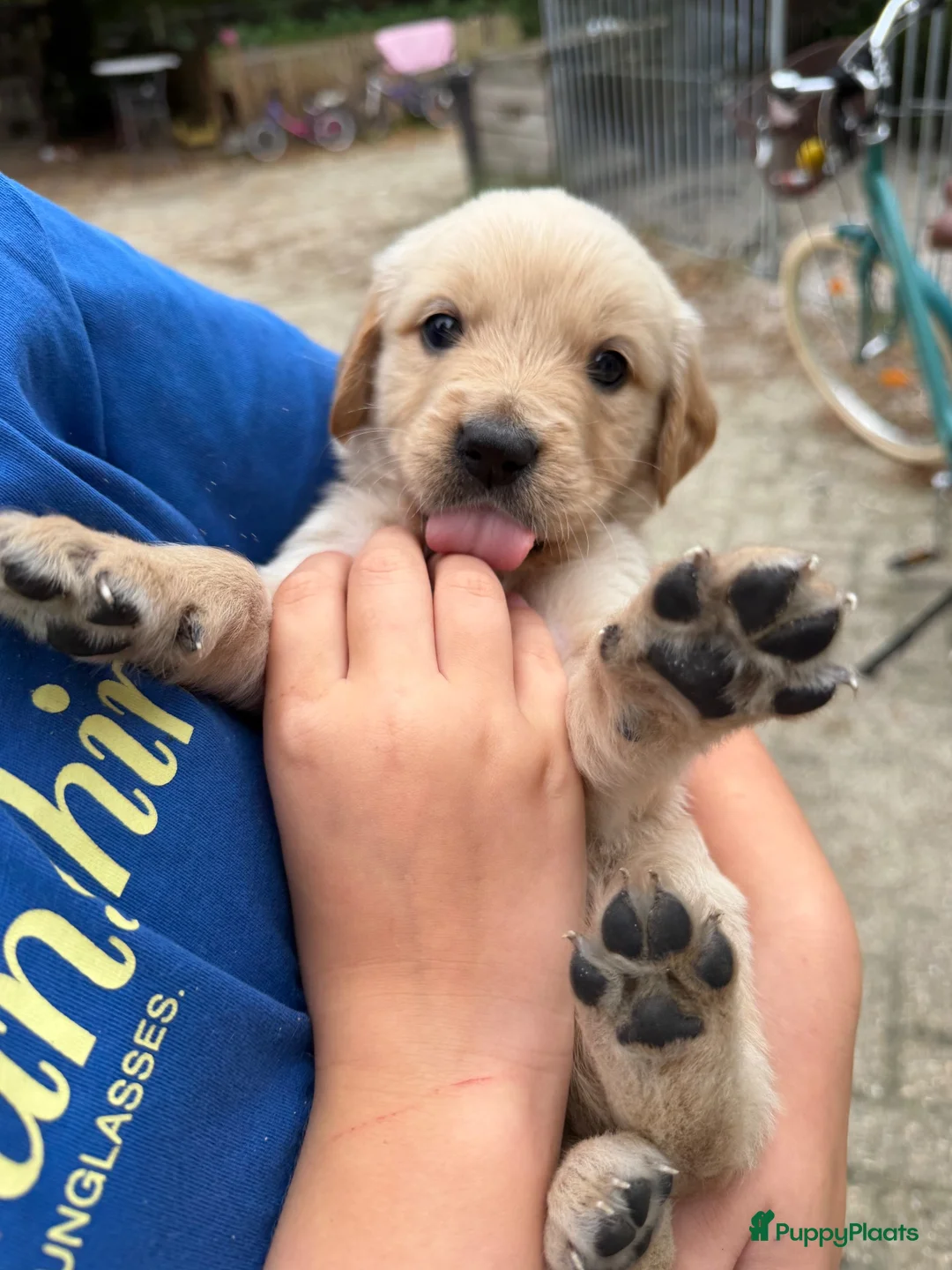Golden Retriever honden te koop: 3 leuke teefjes zoeken een warm nest!  - Advertentie 6