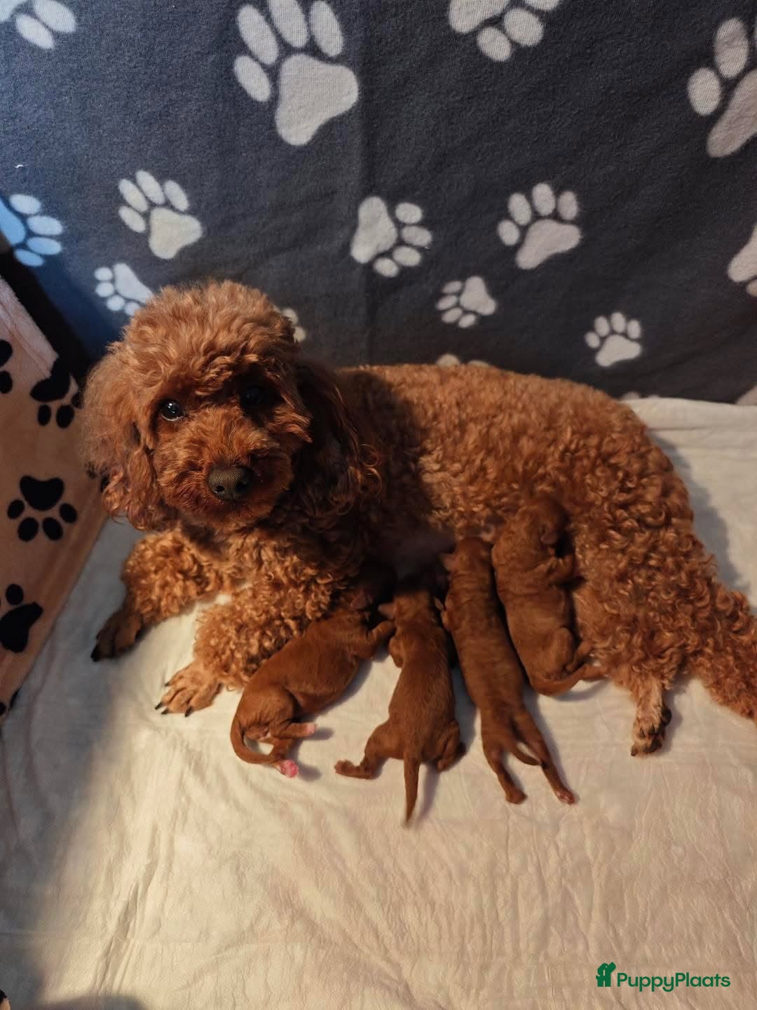 Poedel Toy honden 🐾  Toy Poedel pups (rood/bruin) 🐾   - Advertentie 1