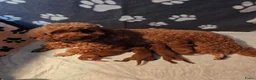 Poedel Toy honden te koop: 🐾  Toy Poedel pups (rood/bruin) 🐾   - Advertentie 1
