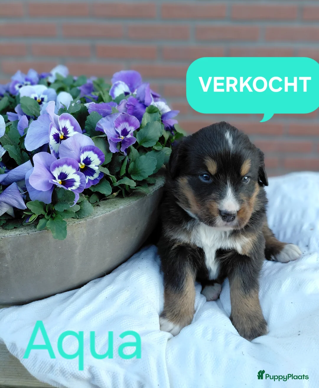 Kruising honden te koop: Lieve pups 3/4 Berner en 1/4 Labrador  - Advertentie 18