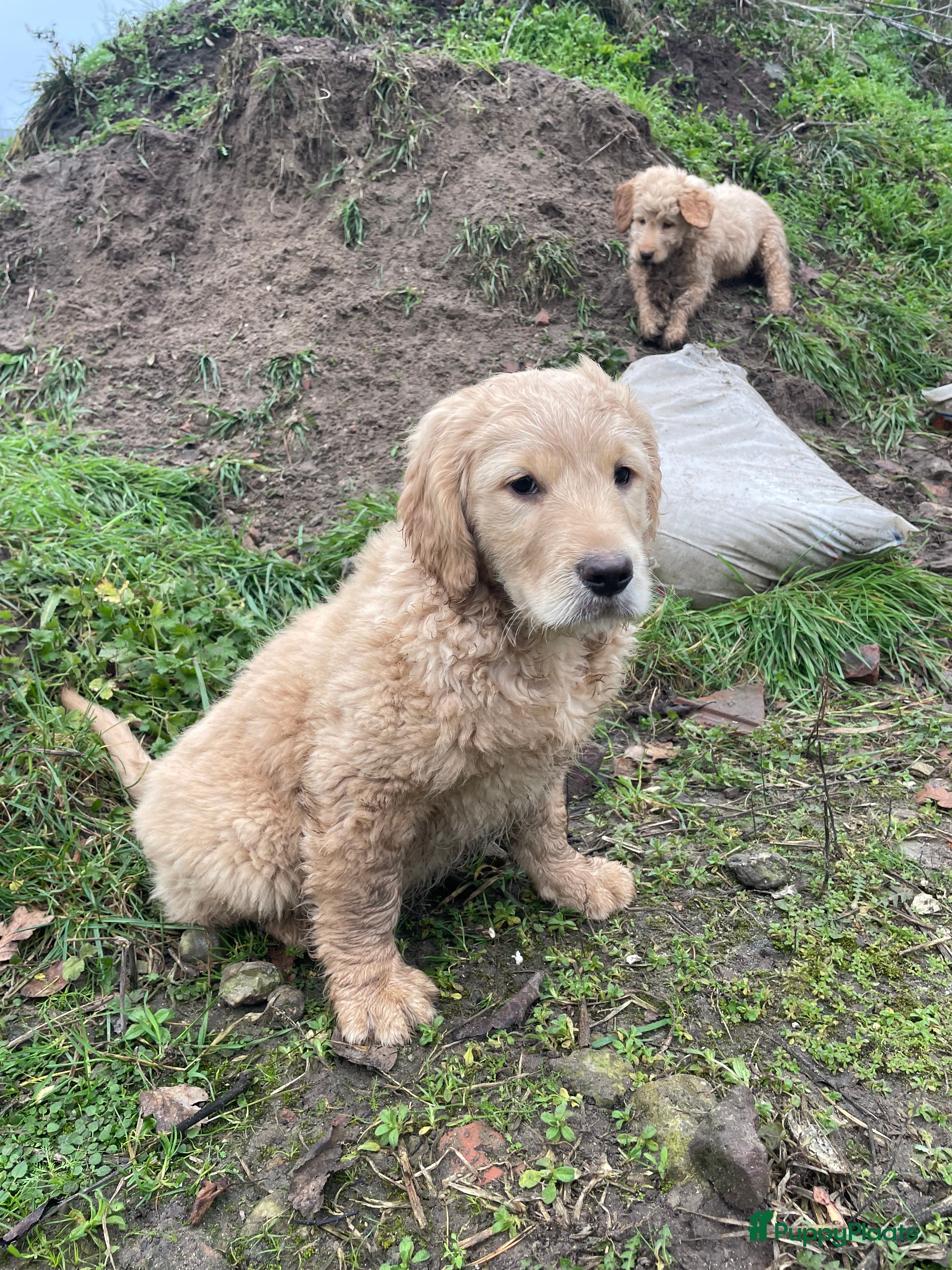 Kruising honden Mooie goldendoodle pups - Advertentie 2