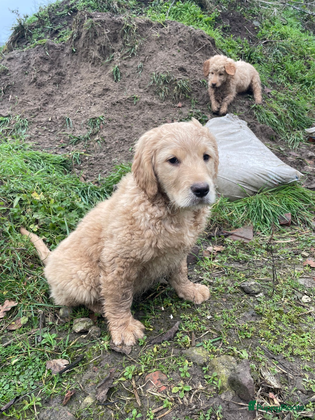 Kruising honden te koop: Mooie goldendoodle pups - Advertentie 2