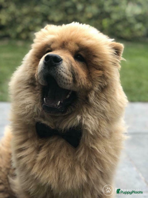 Chow Chow honden Ter dekking: Chow Chow Oost-Vlaanderen in Nijkerk - Advertentie 2