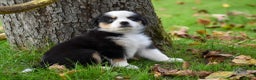 Australian Shepherd honden te koop: Miniature American Shepherd / Mini Aussie  - Advertentie 7