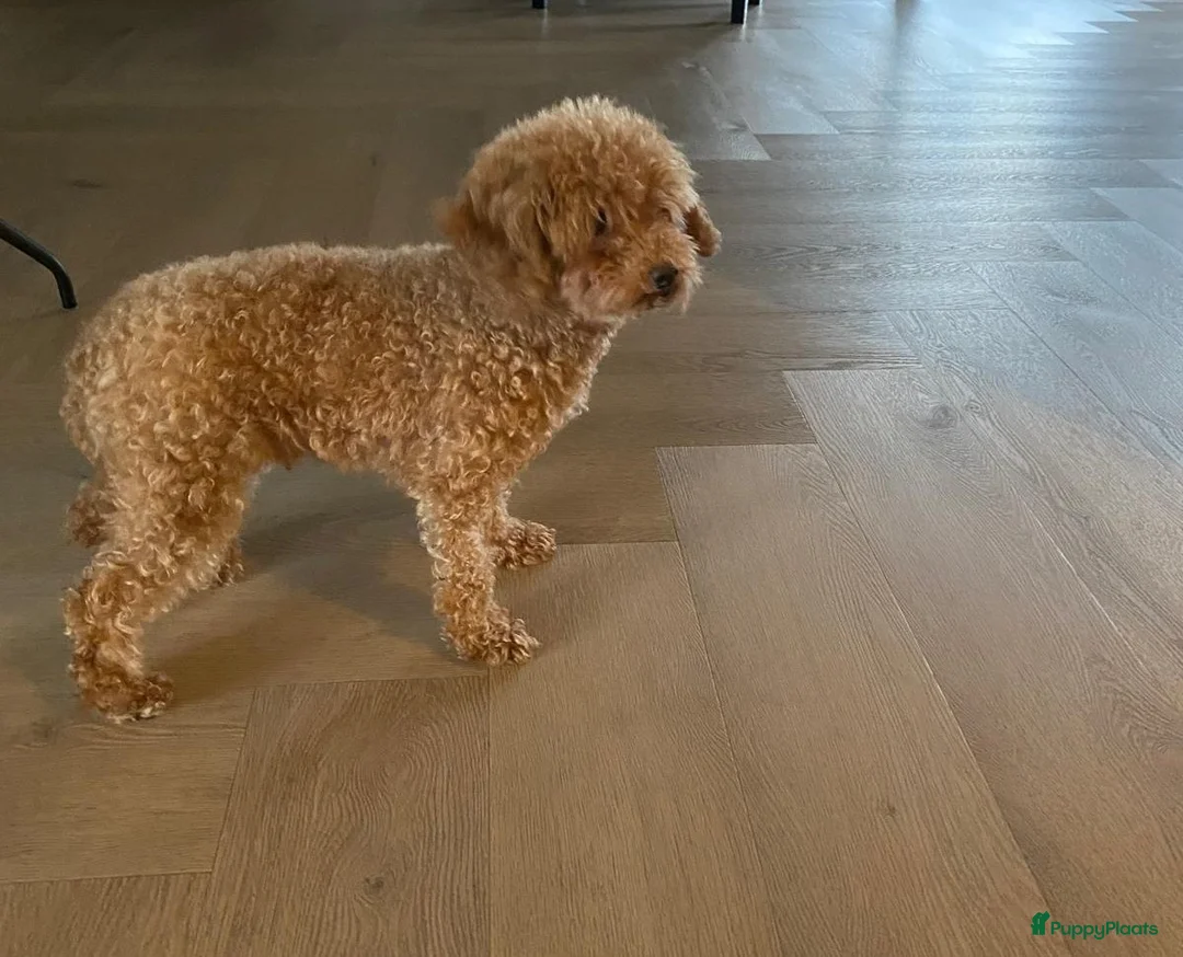 Poedel Toy honden te koop: Mooie roodkleurige Toy poedel pup te koop. - Advertentie 7