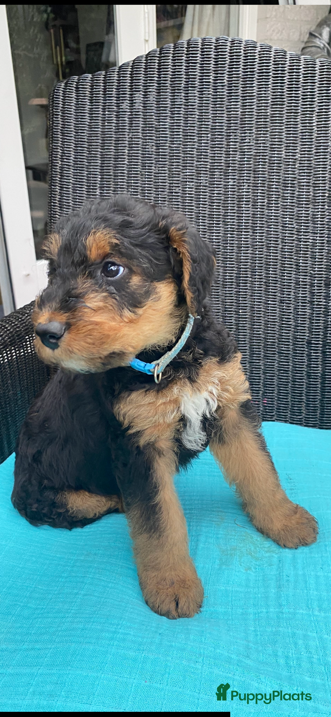 Airedale Terriër honden te koop: Airedale terriër pups  - Advertentie 36