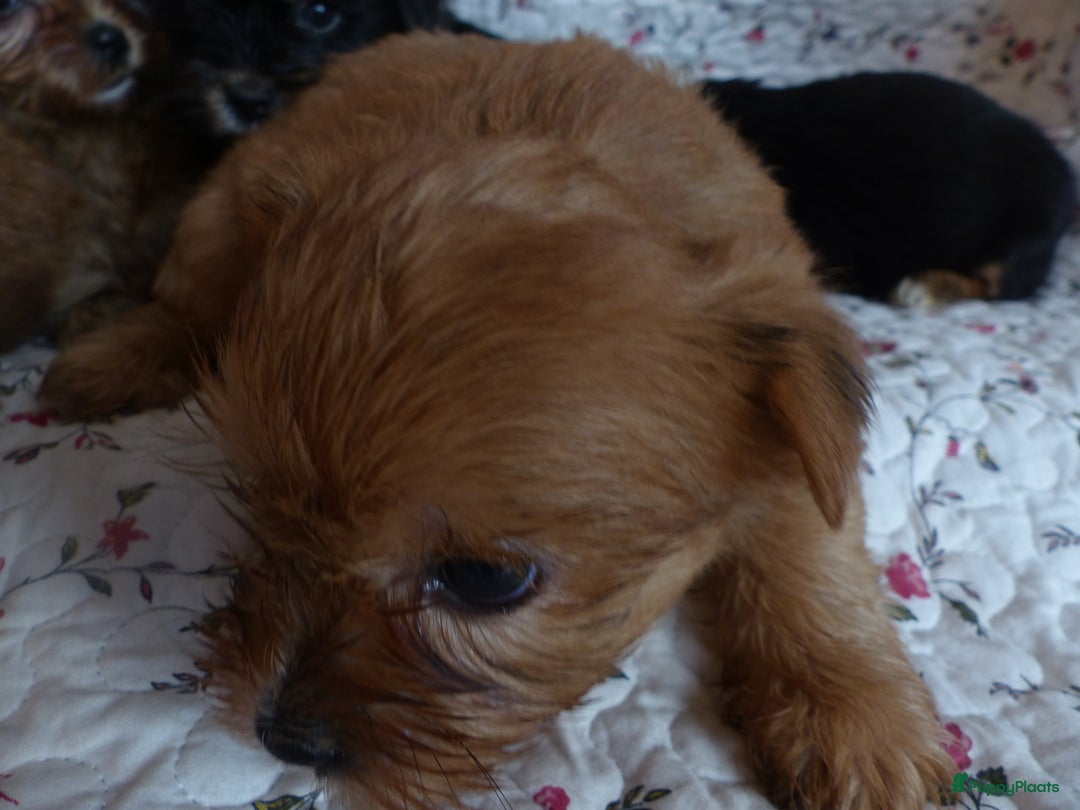 Yorkshire Terriër honden te koop: 5 pups Yorkshire Terrier gezond niet doorgefokt - Advertentie 16