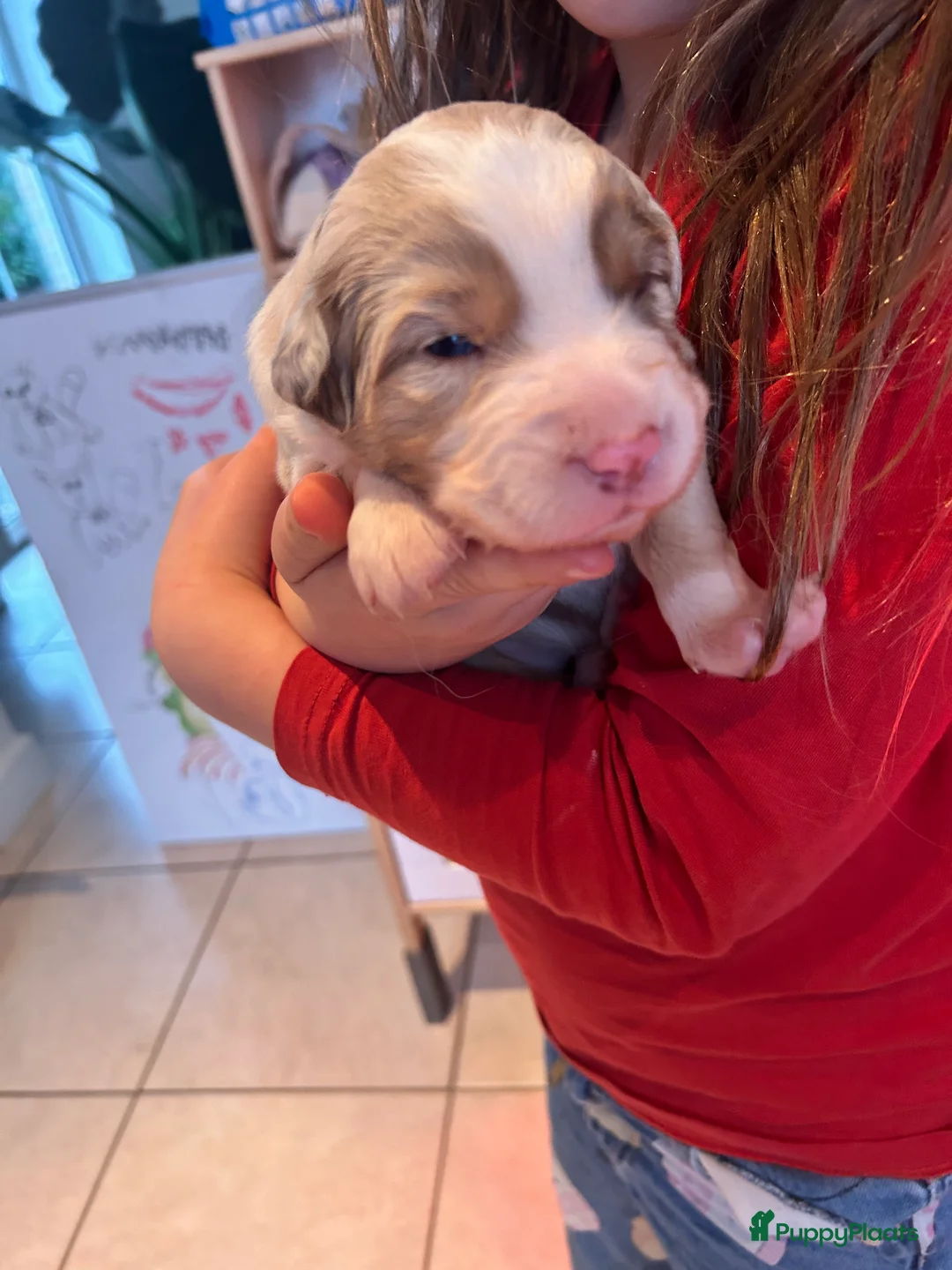 Australian Shepherd honden te koop: 100% raszuivere Australian Sheperd pups - Advertentie 18