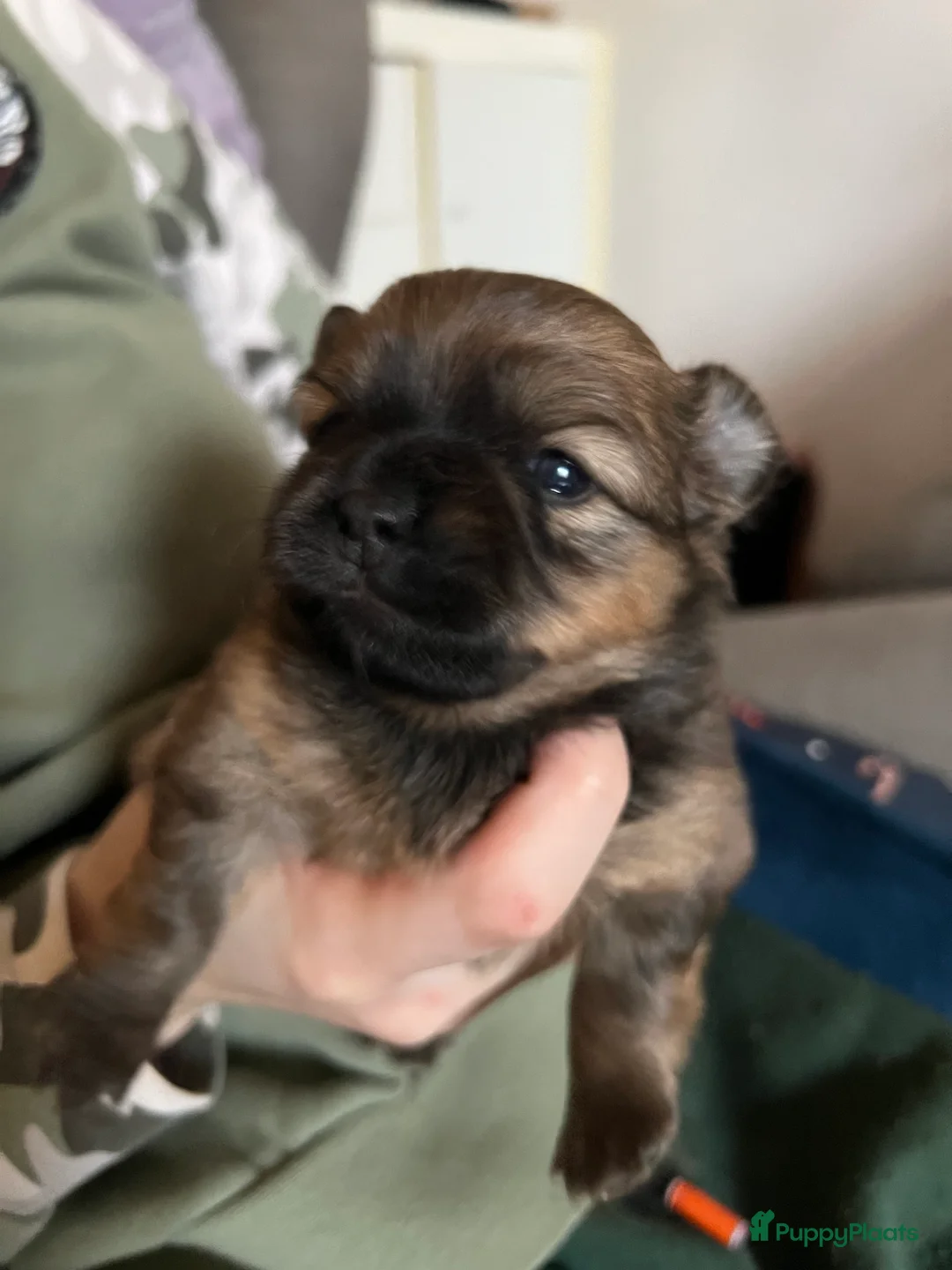 Pomchi honden te koop: Lieve Pomchi pups - Advertentie 35