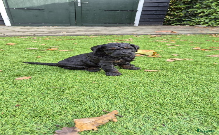 Australian Labradoodle honden - Advertentie 12