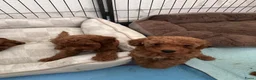 Poedel Toy honden te koop: Rode Toypoedel pups uit geteste ouders - Advertentie 8