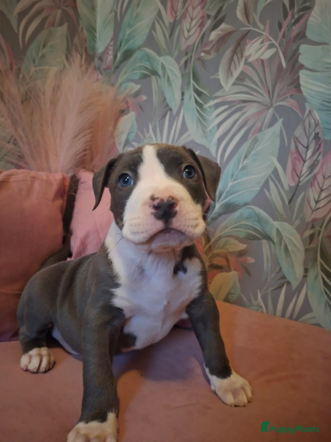Amerikaanse Bully honden te koop: American bully xl pups - Advertentie 2