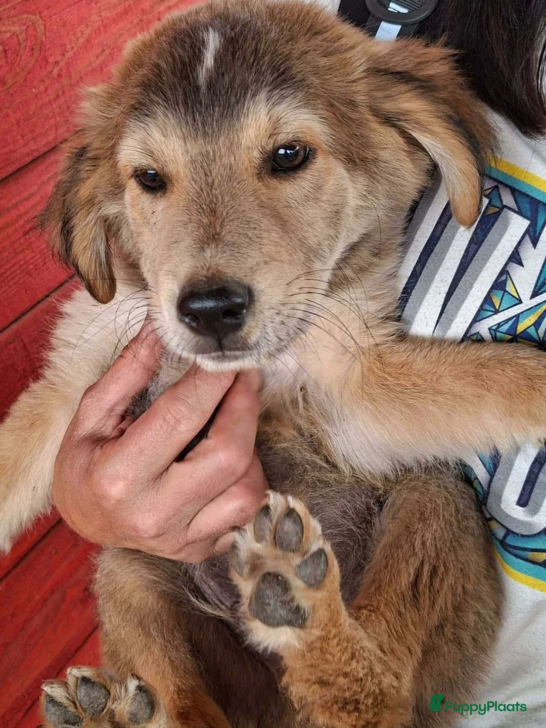 Kruising honden ter adoptie: Codyy - Advertentie 5