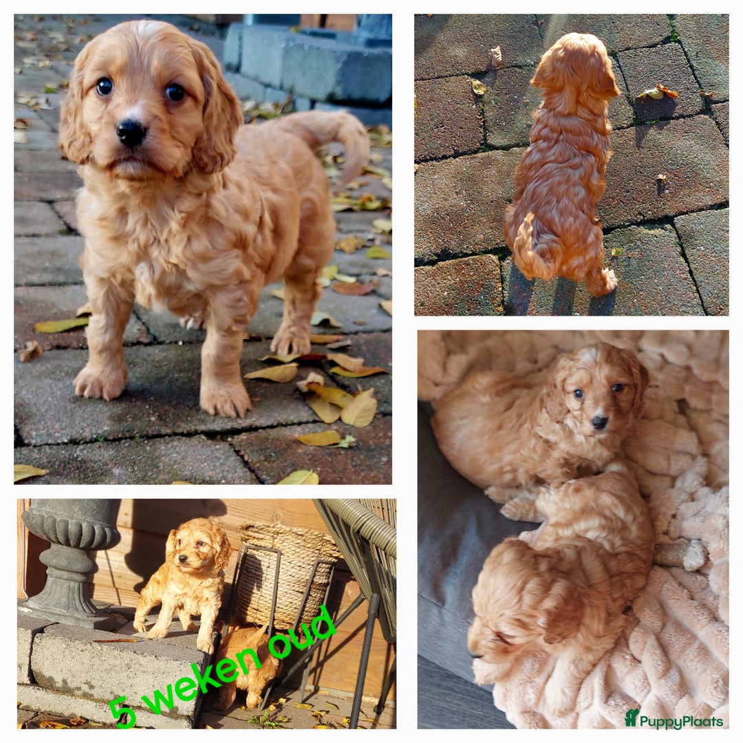 Cockapoo honden te koop: Cockapoo's F1 pups prachtige Reutjes. - Advertentie 6