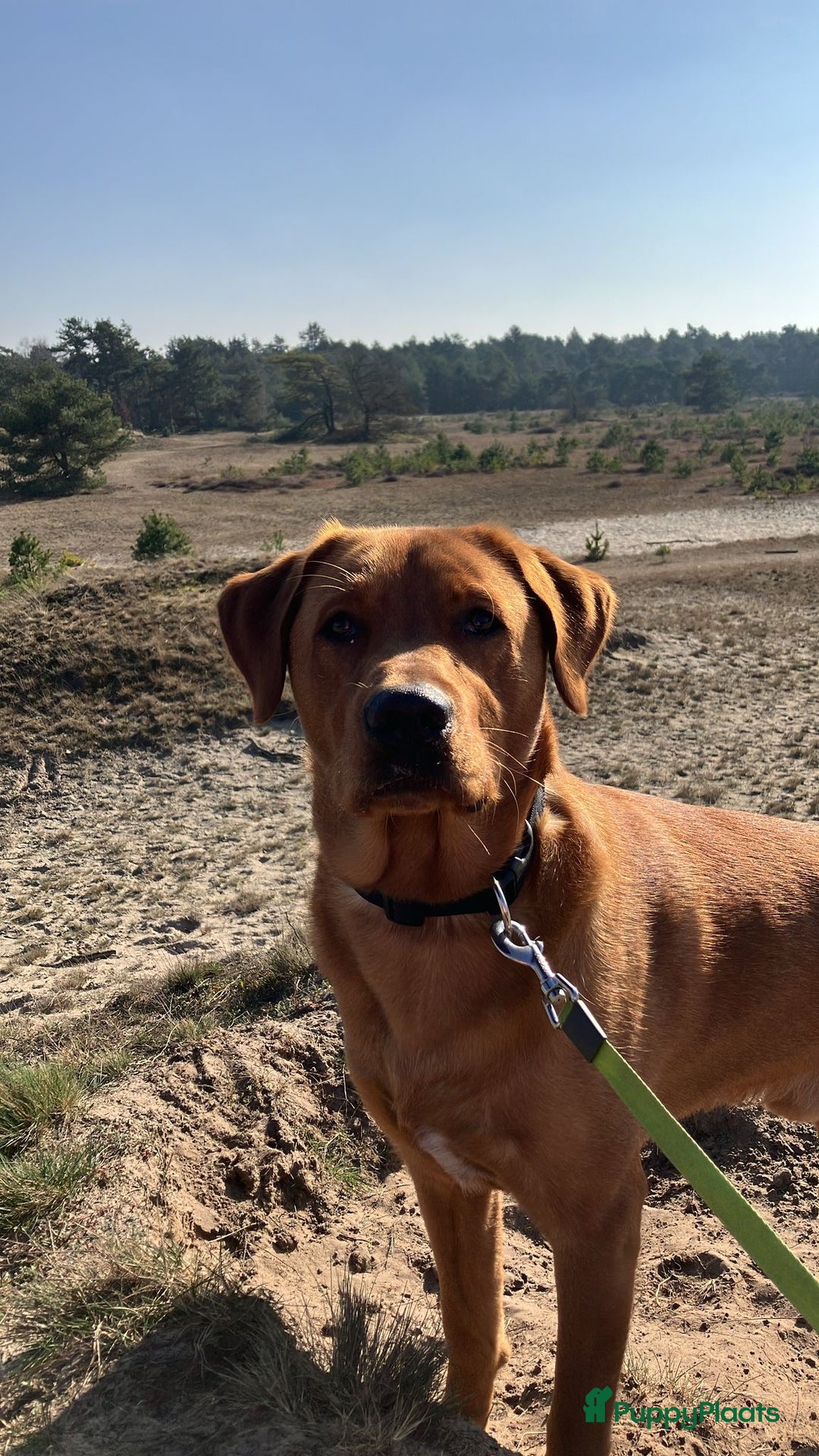 Labrador Retriever honden te koop: Labrador Retriever Pups - Advertentie 29