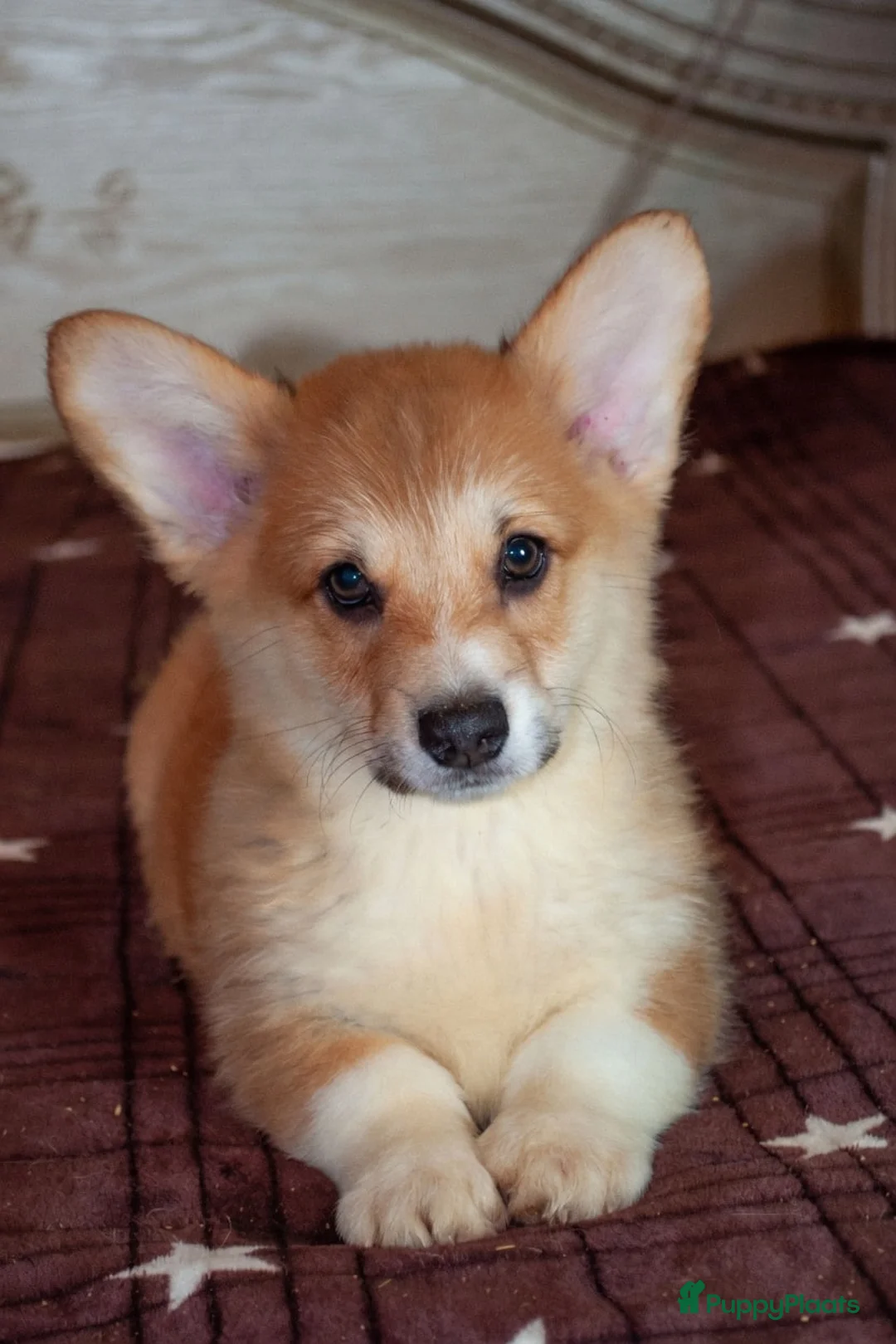 Welsh Corgi Pembroke honden te koop: Welsh Corgi Pembroke puppy's - Advertentie 1